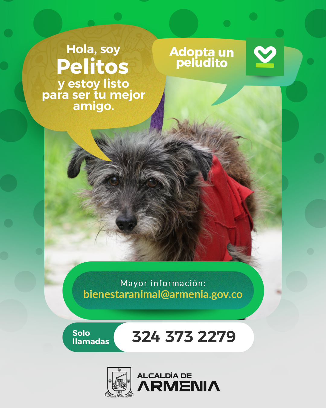 1 PT ADOPTA UN PELUDITO