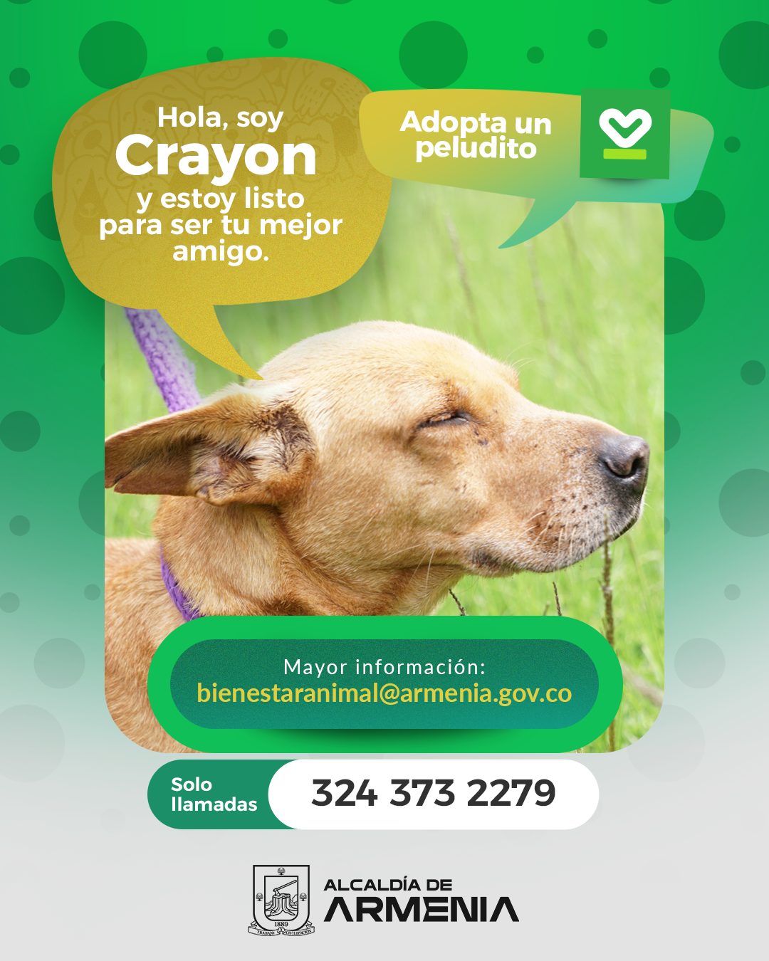 11 PT ADOPTA UN PELUDITO