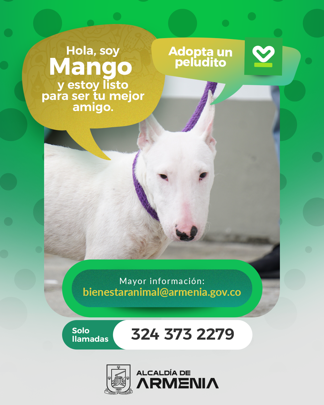 12 PT ADOPTA UN PELUDITO