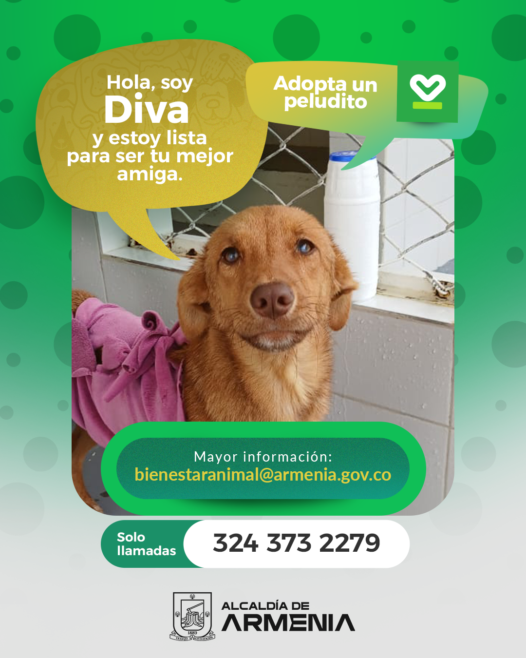 13 PT ADOPTA UN PELUDITO