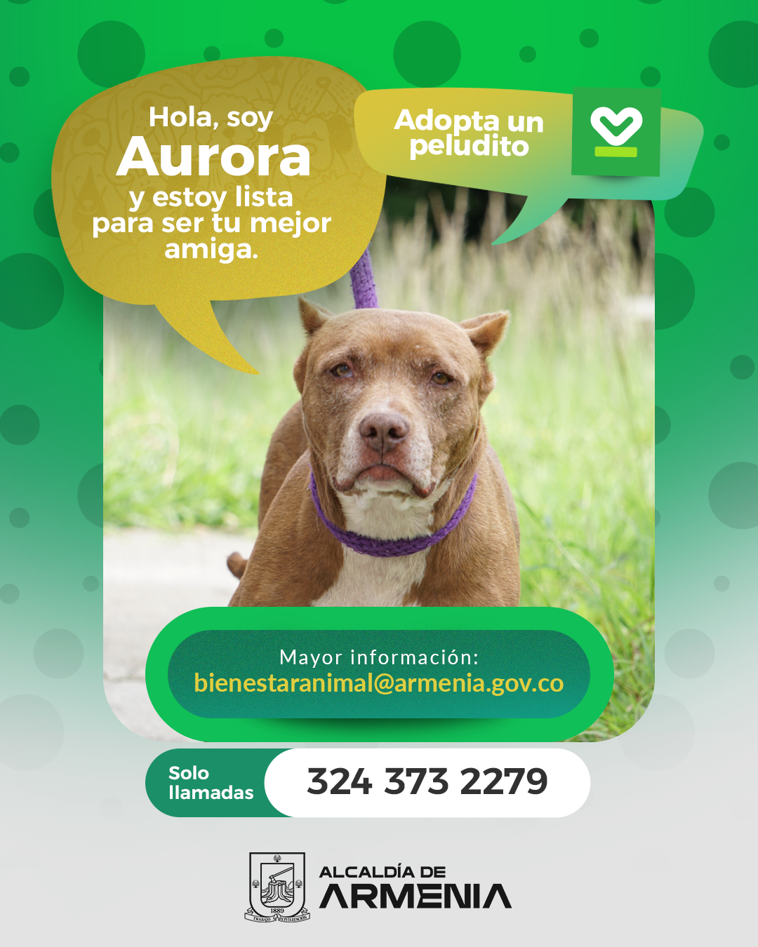 14 PT ADOPTA UN PELUDITO