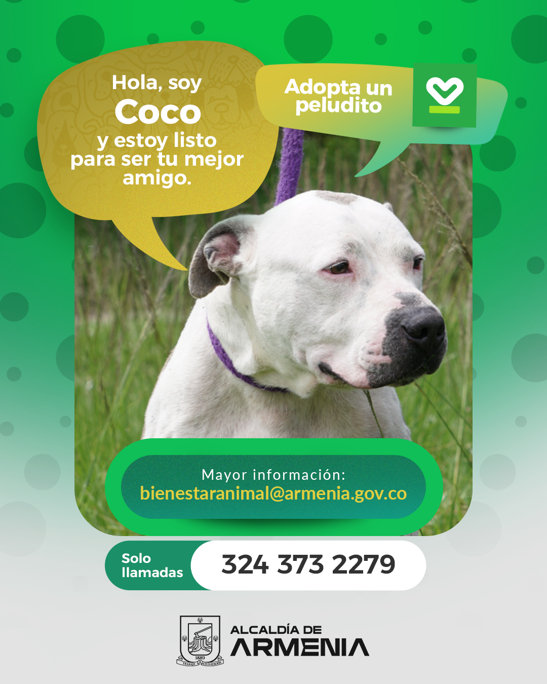 2 PT ADOPTA UN PELUDITO