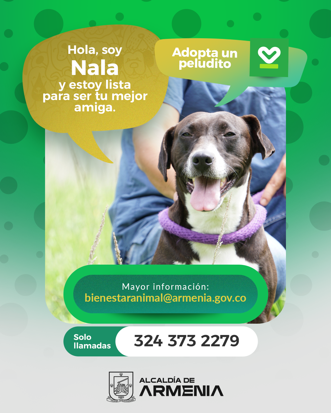 3 PT ADOPTA UN PELUDITO
