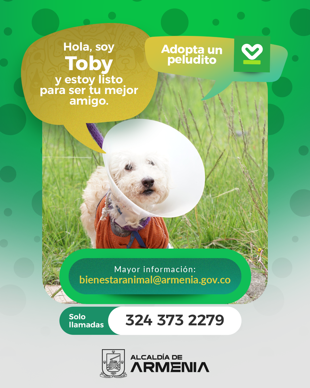 4 PT ADOPTA UN PELUDITO