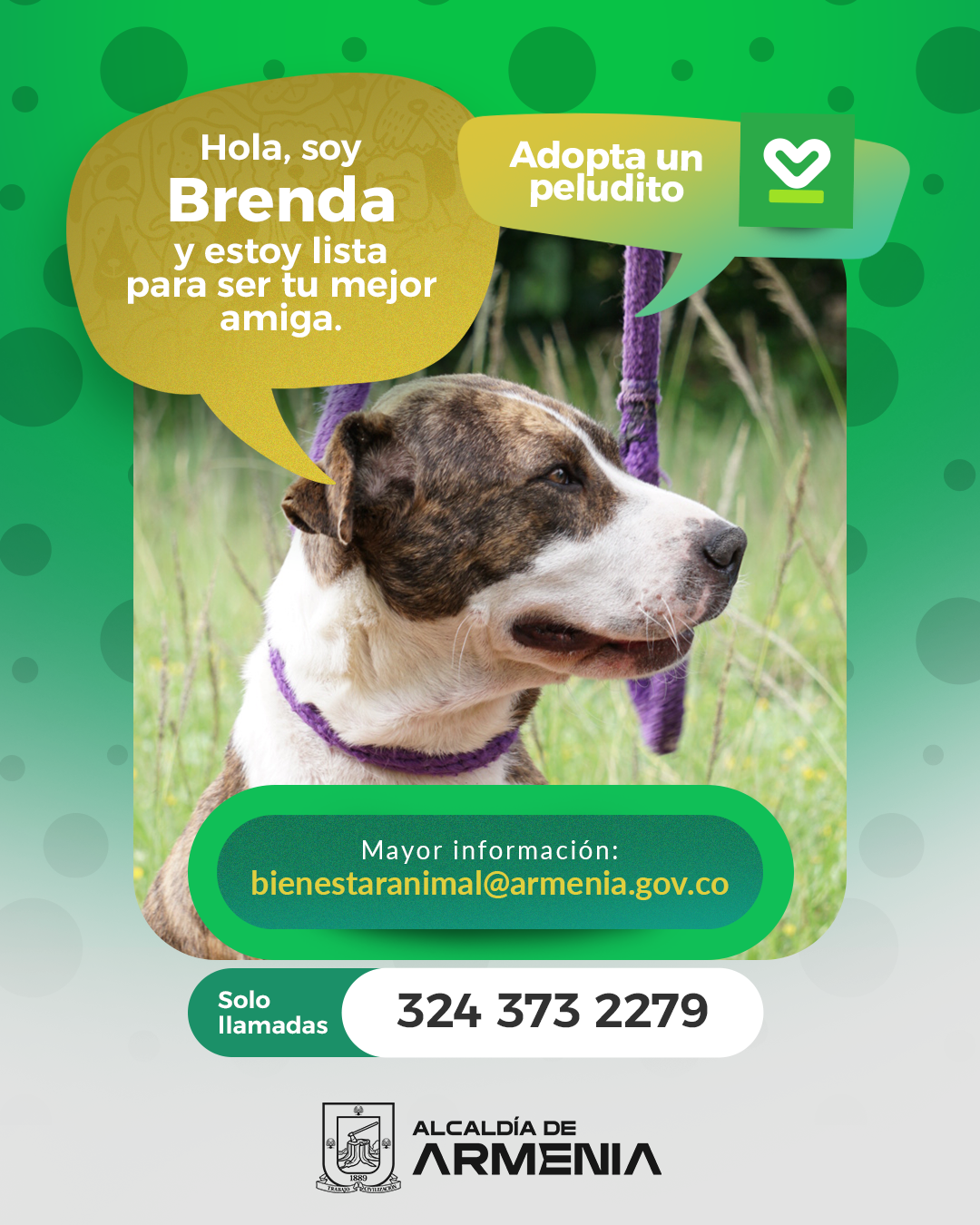 5 PT ADOPTA UN PELUDITO