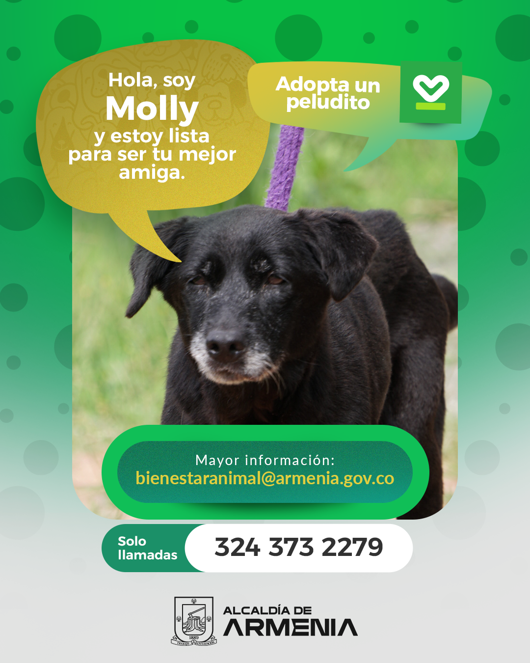 6 PT ADOPTA UN PELUDITO