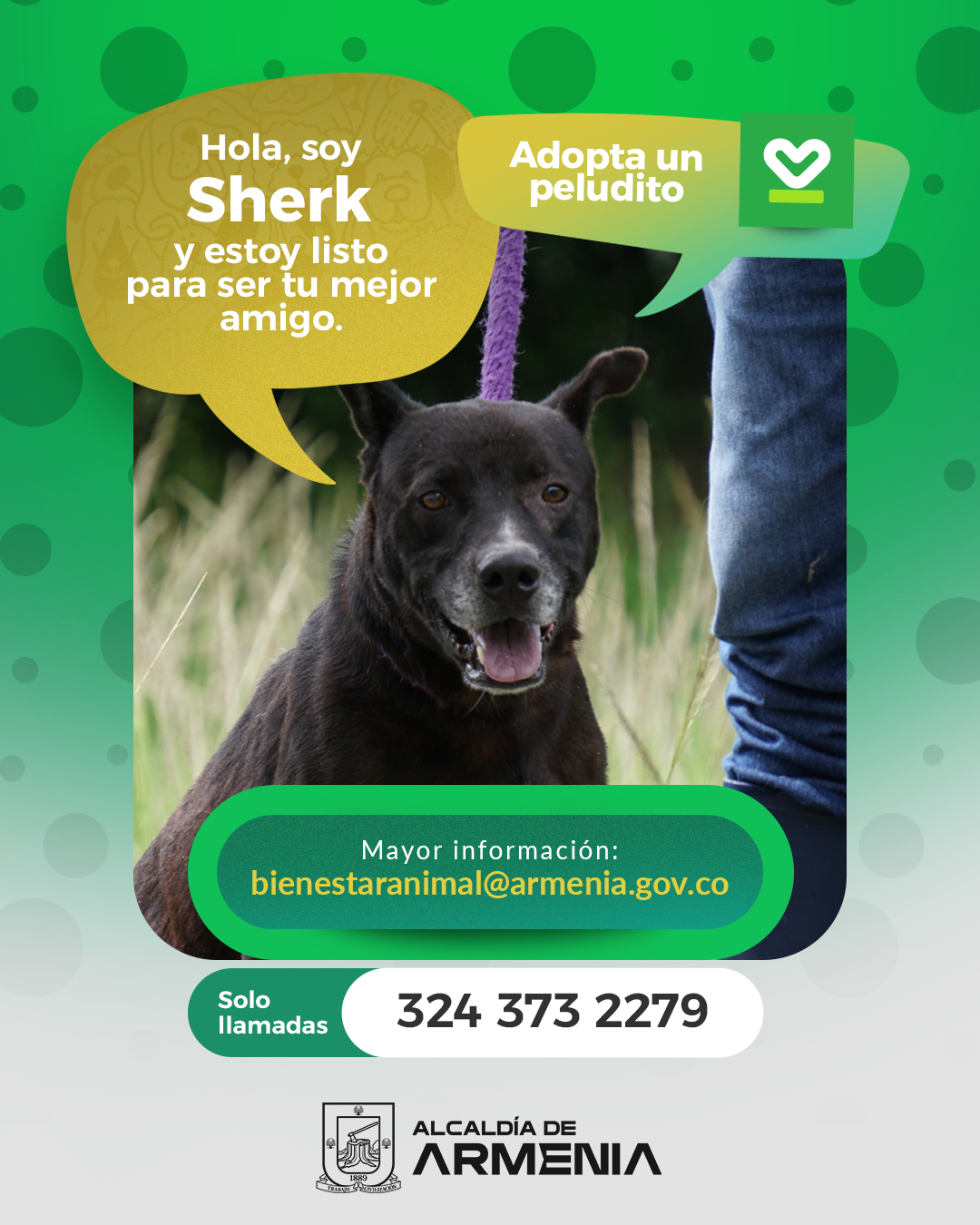 7 PT ADOPTA UN PELUDITO