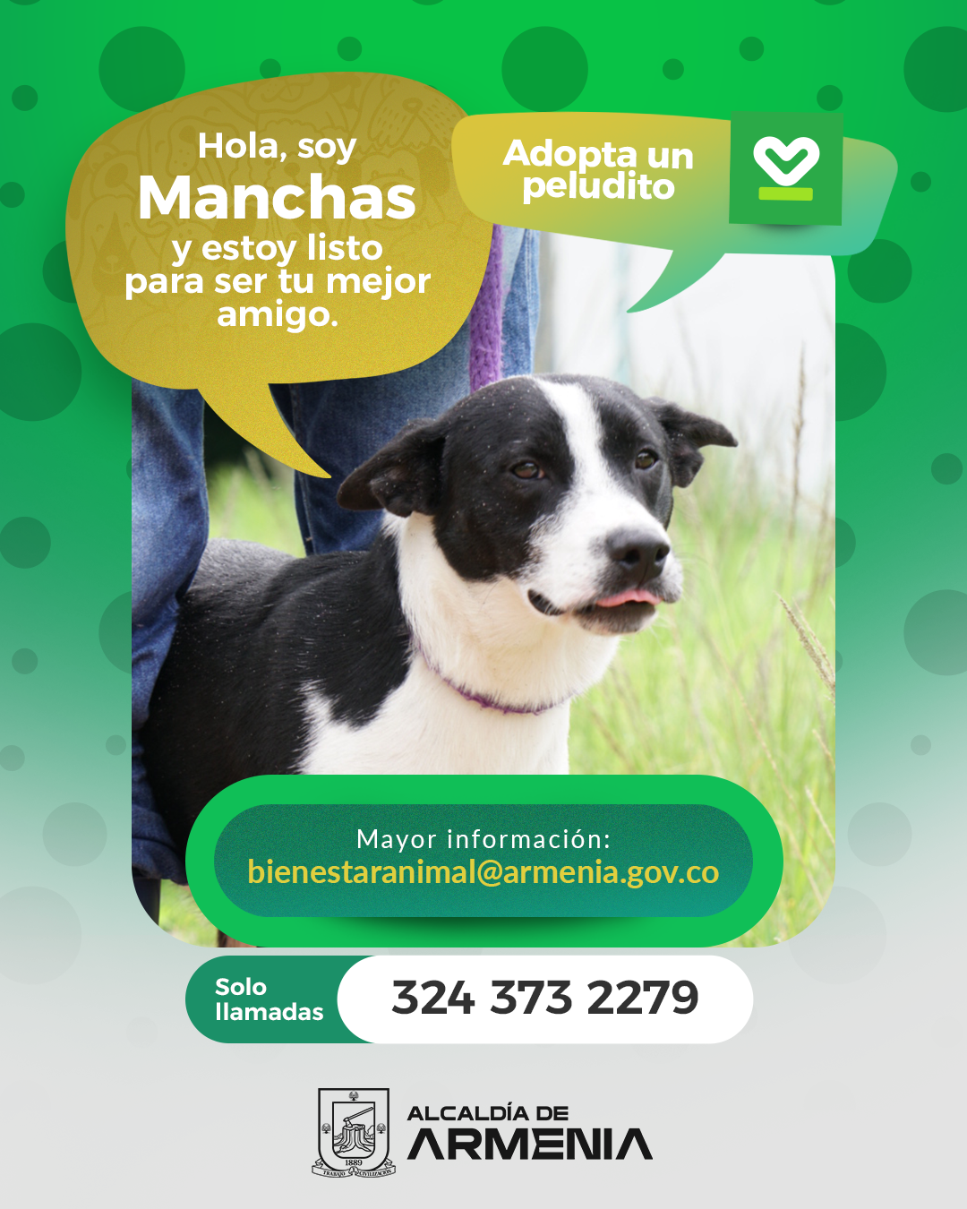 8 PT ADOPTA UN PELUDITO