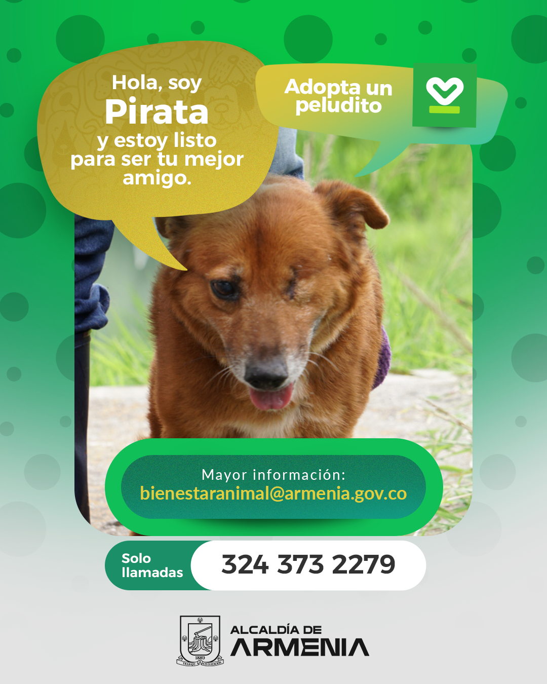 9 PT ADOPTA UN PELUDITO