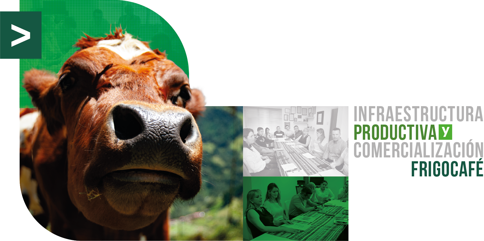 Dllo Economico Frigocafe